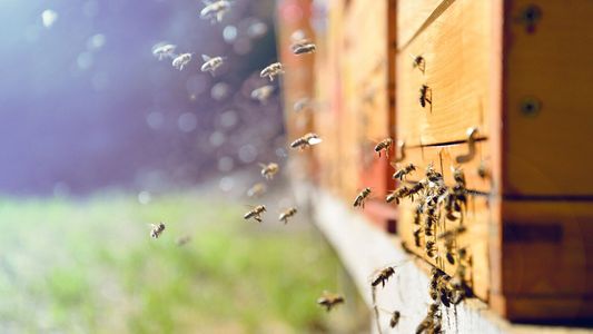 a swarm of bees entering a wood box